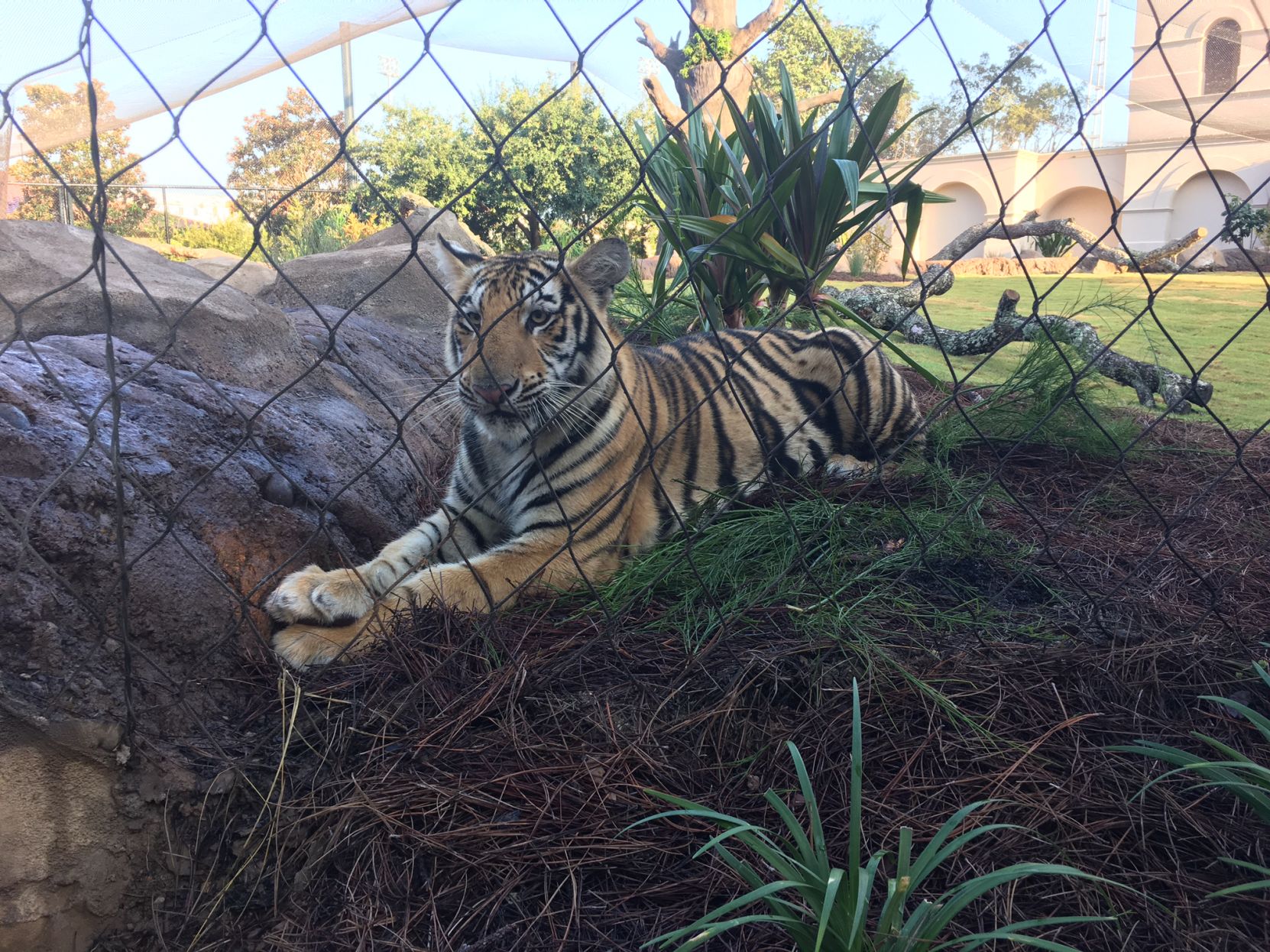 Newest Mike The Tiger begins his reign on campus Newest Mike The Tiger begins his reign on campus