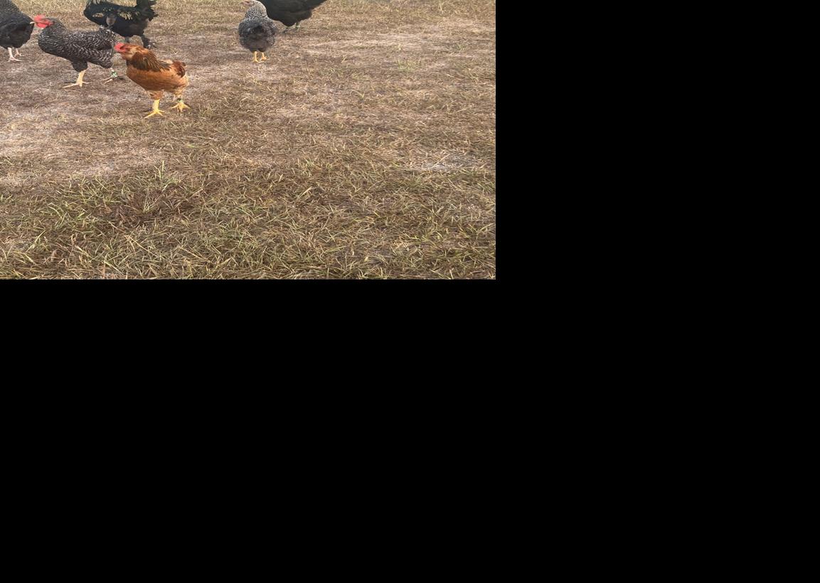 Louisiana duck goes from being bullied outside a steakhouse to social