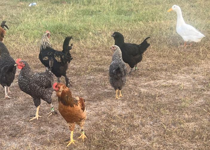 Louisiana duck goes from being bullied outside a steakhouse to social