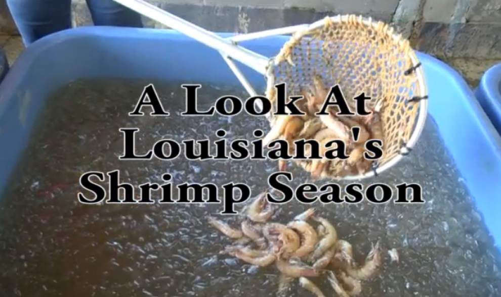 Video: A look at Louisiana's shrimp season _lowres