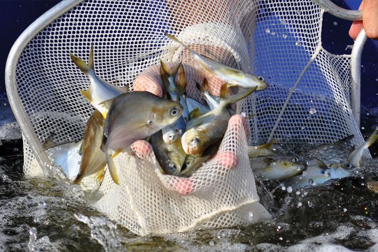 Menhaden fish study.jpg