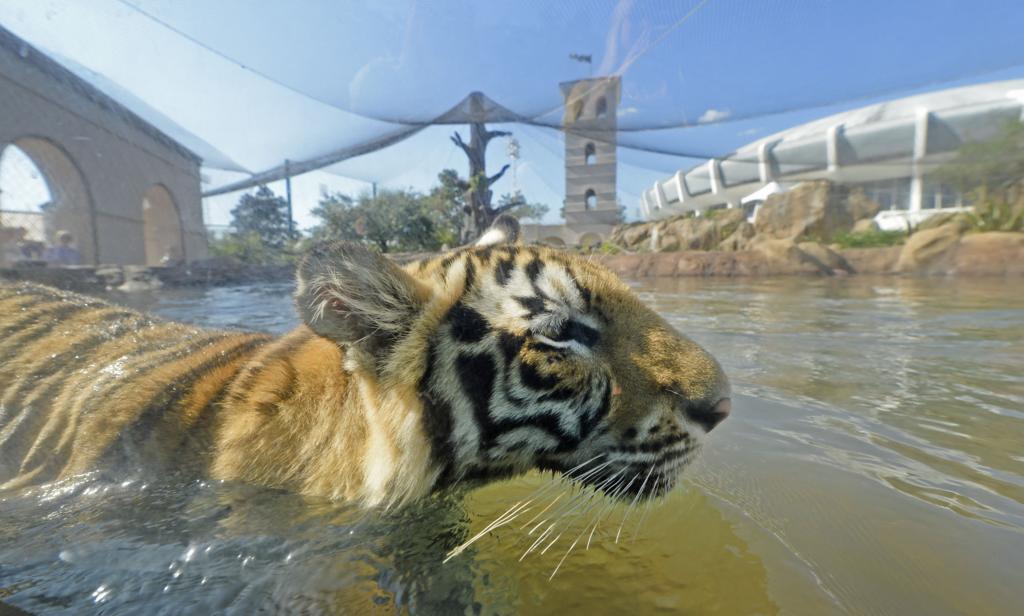 Tigers Are Building Something Sustainable For The Future — College