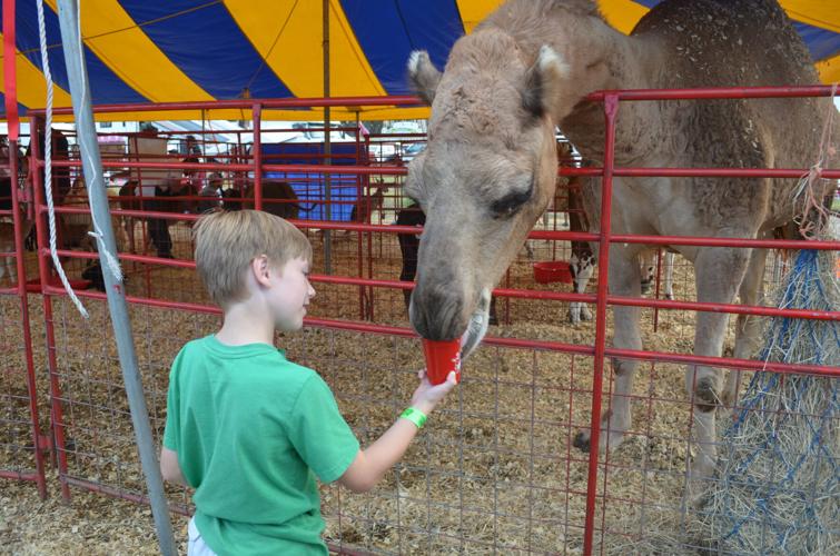 petting zoo1