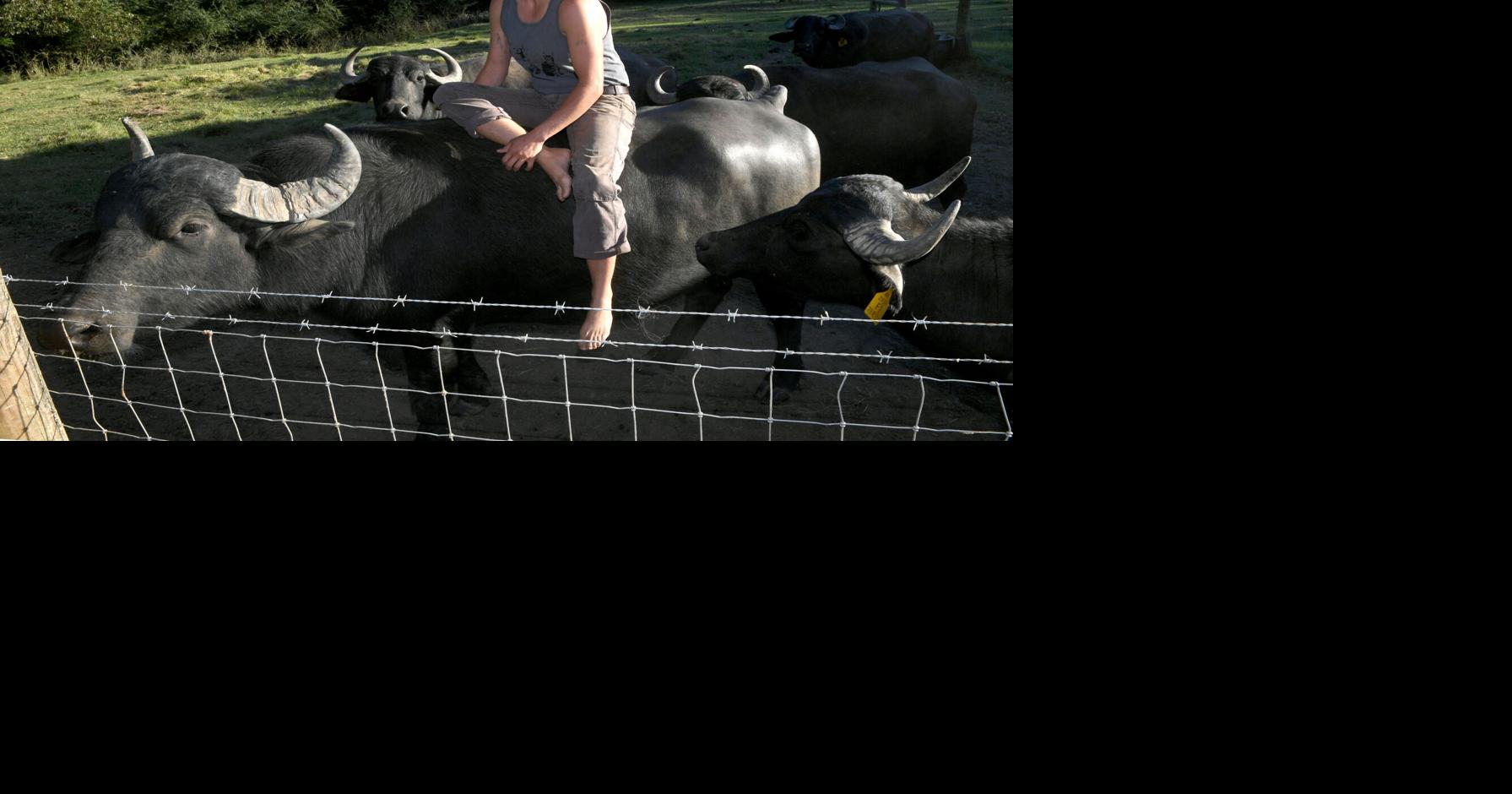 Water buffalo cheese and gelato? That's the goal for this firstofitskind Louisiana farm