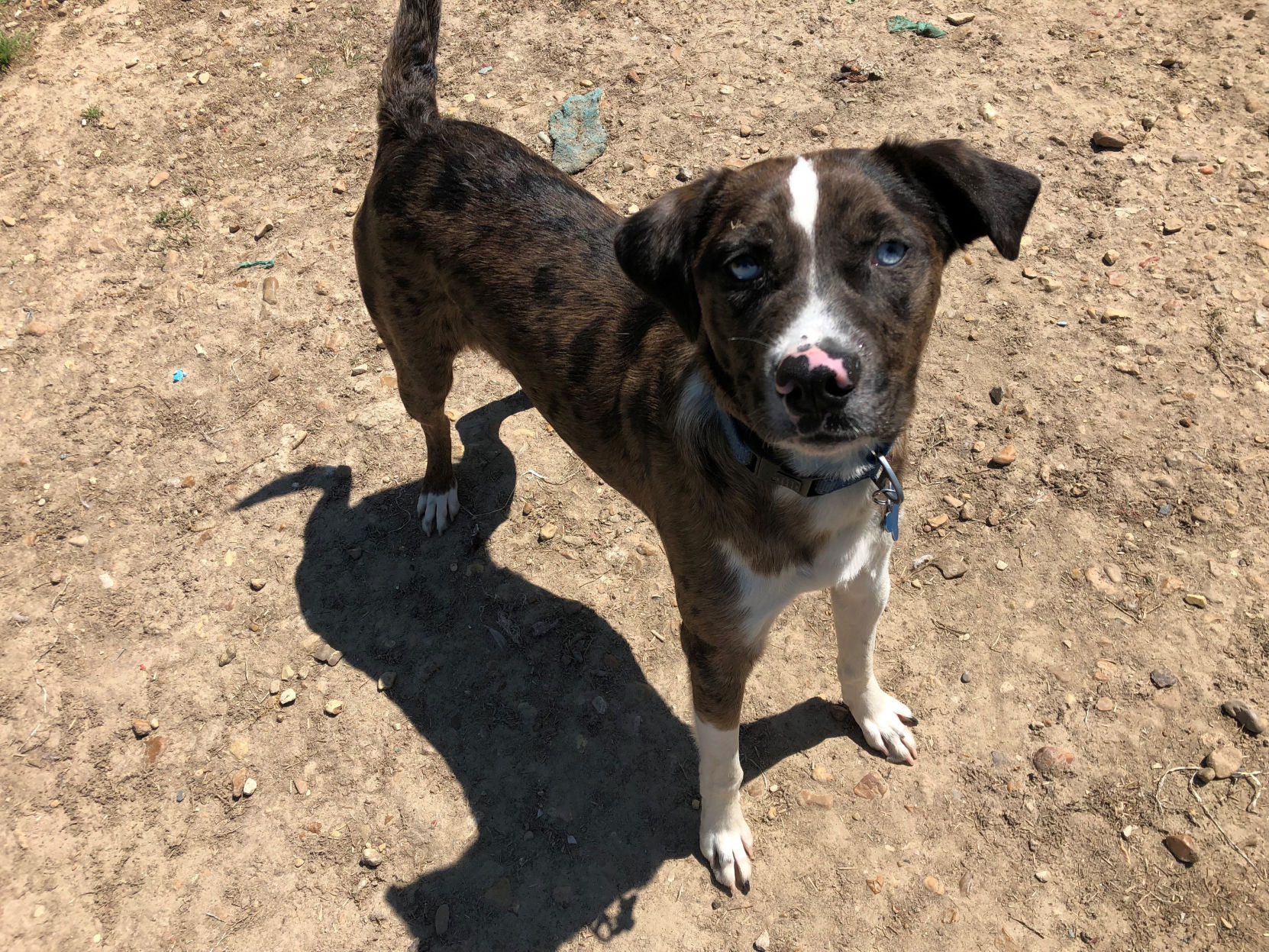 Catahoula best sale feist mix