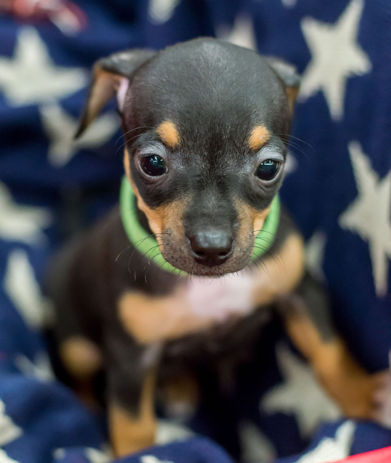 second chance rescue