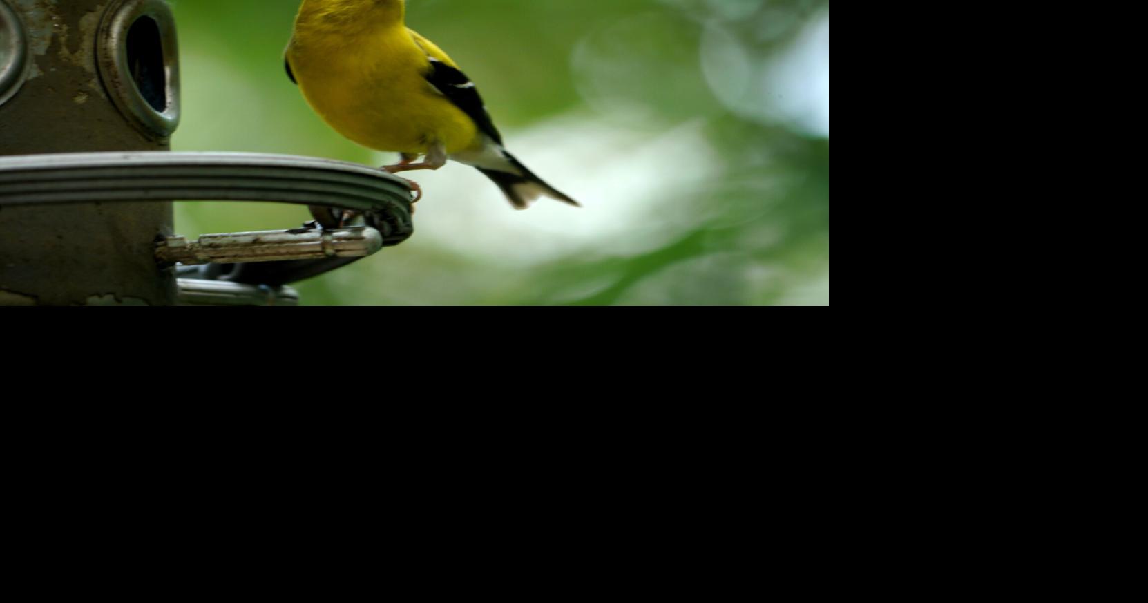 Les oiseaux me rappellent que la vie est un miracle : Danny Heitman |  Divertissement/Vie