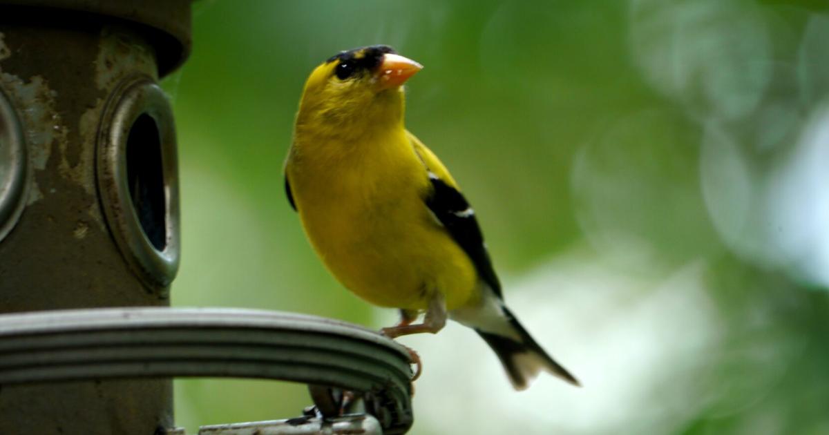 Les oiseaux me rappellent que la vie est un miracle : Danny Heitman |  Divertissement/Vie
