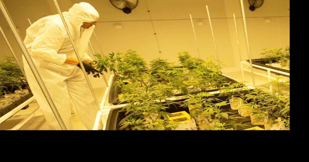 Louisiana's medical marijuana testing arrangement causes conflict of