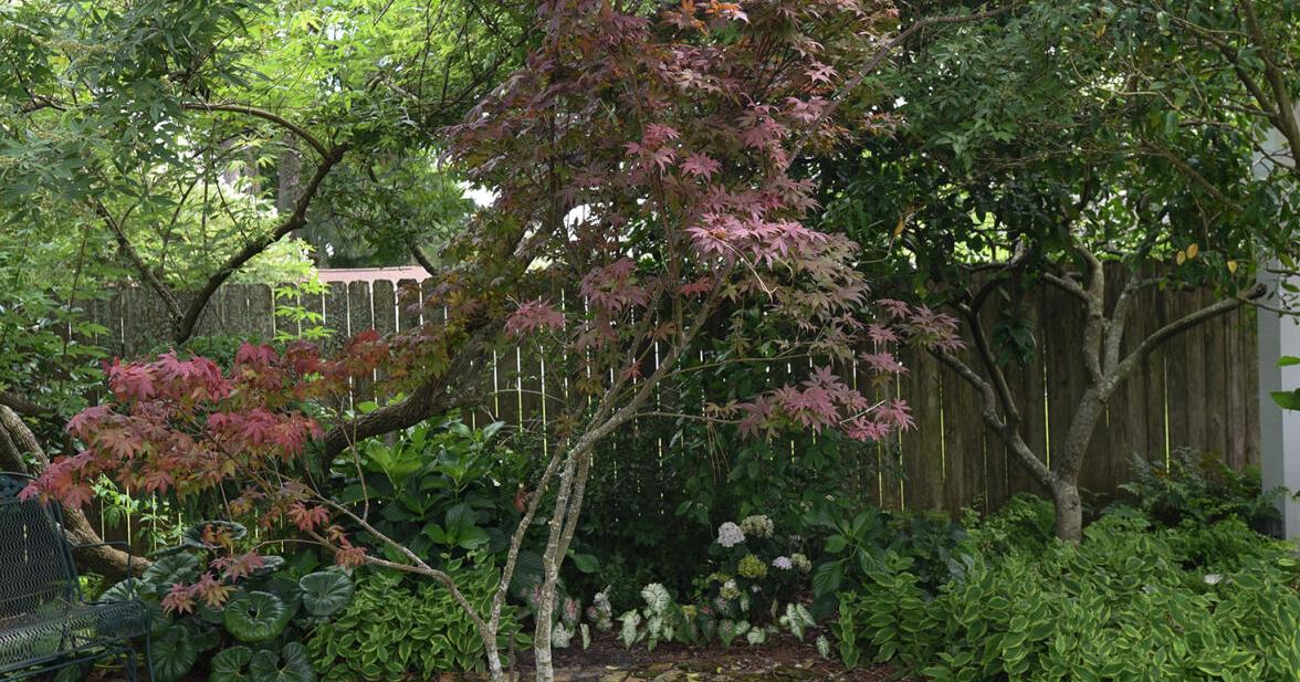 Small tree brought me an enchanted spring: Danny Heitman | Entertainment/Life - Vimarsana News