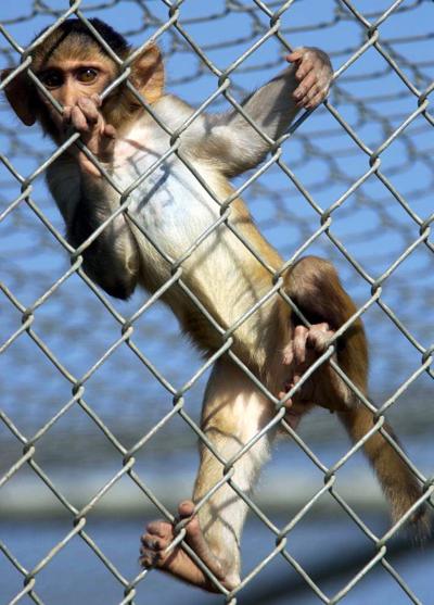rhesus macaque file photo