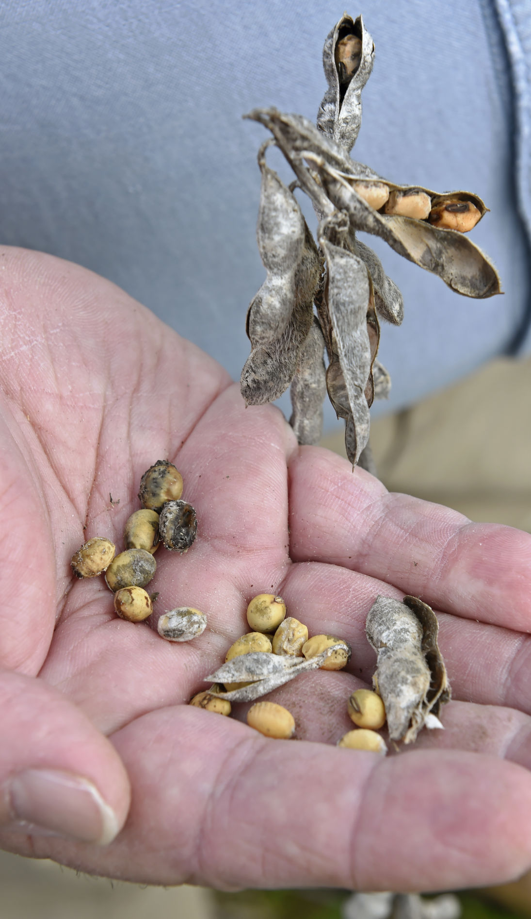 soybeanbiz0198.adv bf