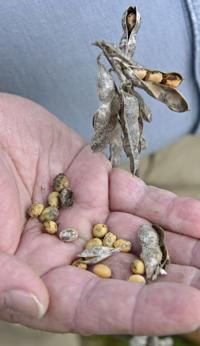 Louisiana soybean farmers absorbing double punch from rain, tariffs