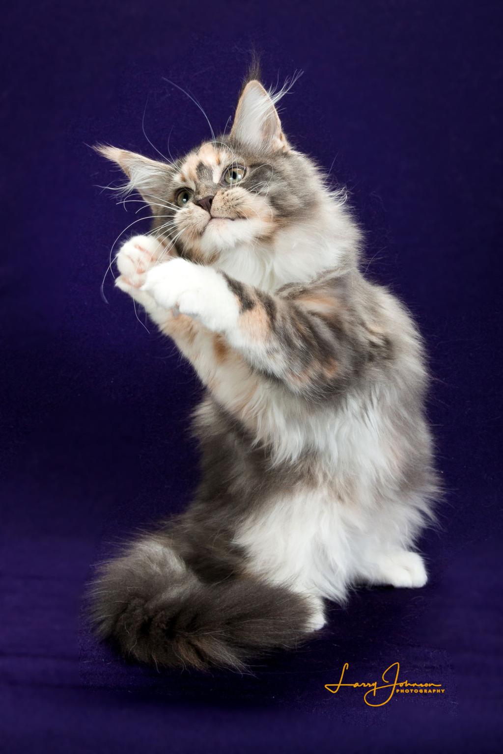 Cats Travaganza Greater Baton Rouge Cat Club Gears Up For 45th