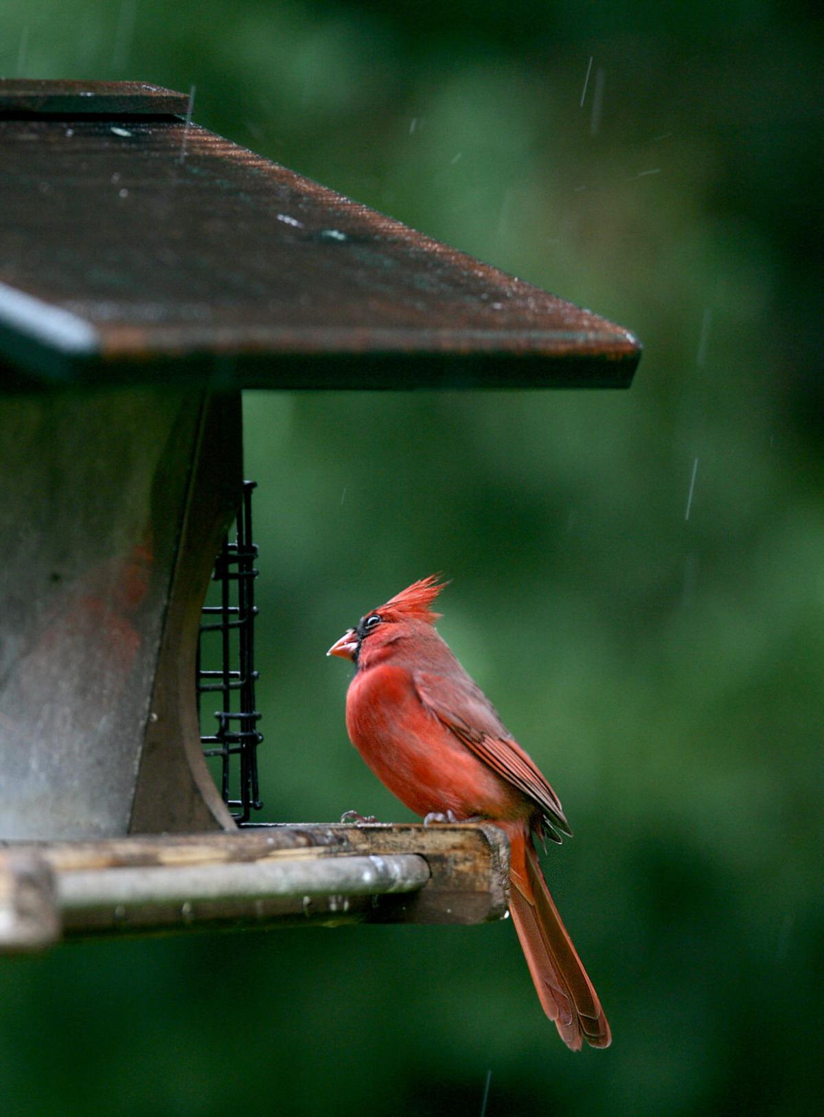 Christmas Cardinal (copy)