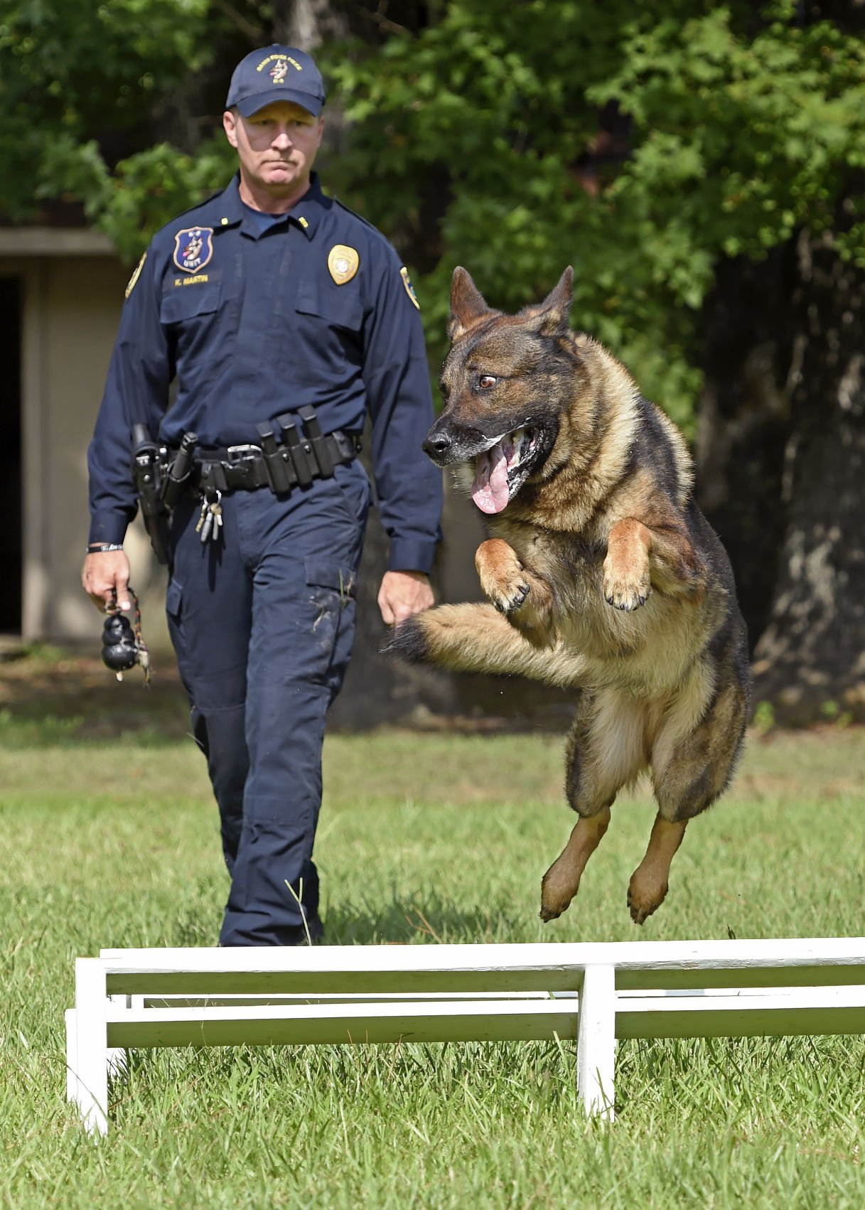 shepherd police dog