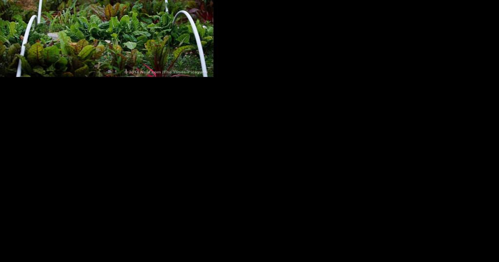 Warm- and cool-season veggies overlap for a garden bounty | Entertainment/Life - Vimarsana News