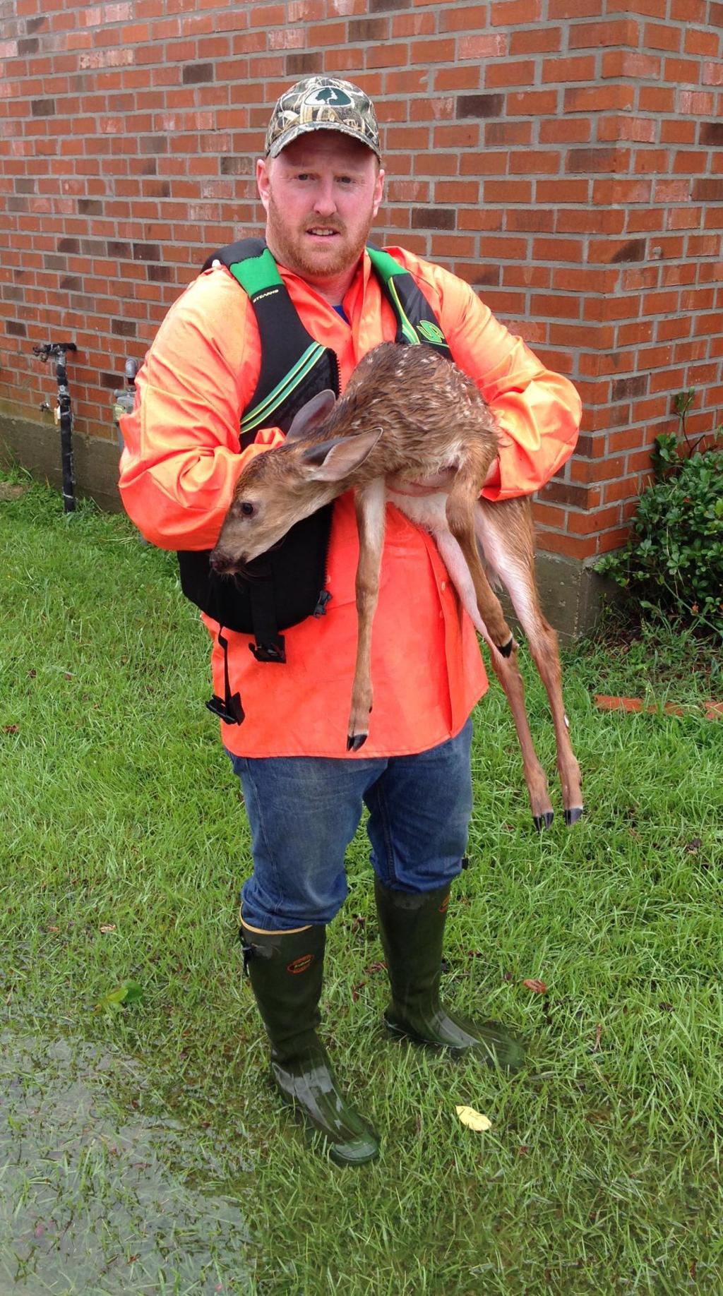 Wildlife biologists unsure how much floods will affect deer mortality |  Sports 