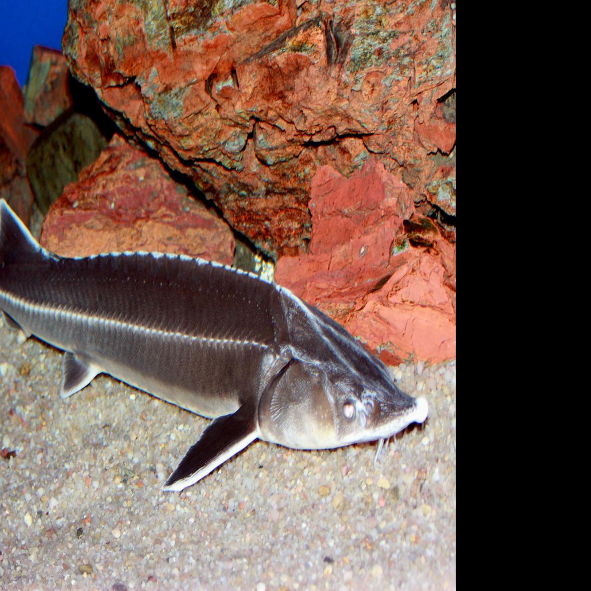 In Caviar Battle Louisiana Fisheries Lets Russian Fish