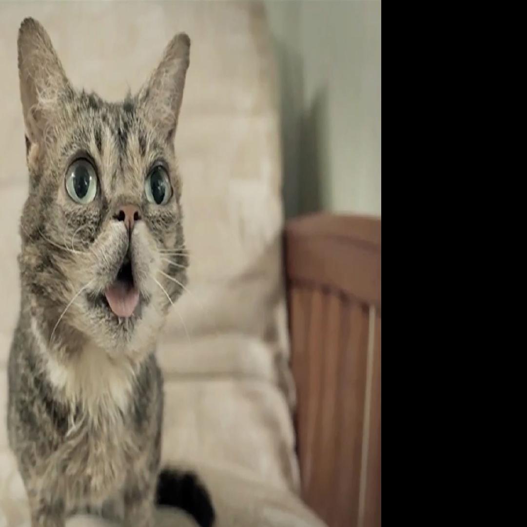 Apocalypse Meow Manship Theatre S Upcoming Cat Video Festival