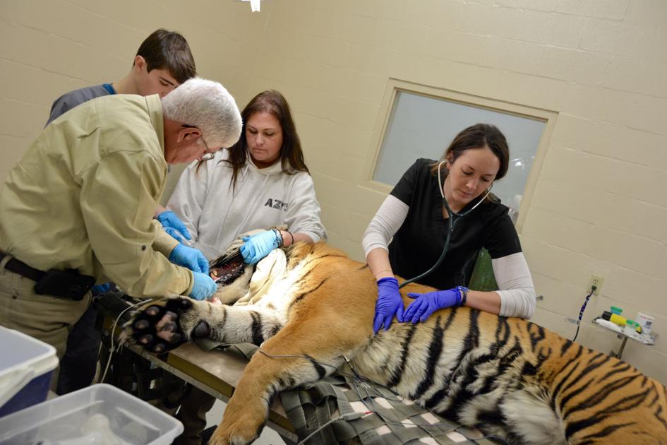 Vets collecting sperm samples of Baton Rouge zoo tigers