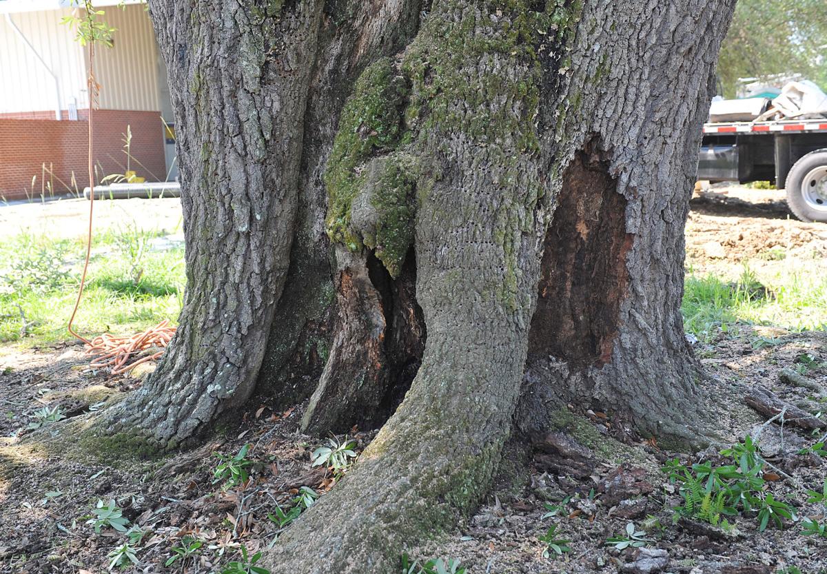 'Eagle Pride' live oak cut down from Watson campus Friday News