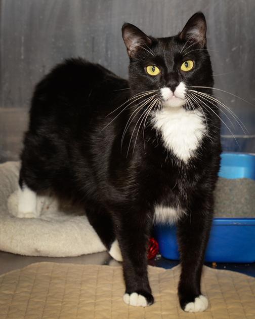 Cats available through Cat Haven of Greater Baton Rouge on March 21