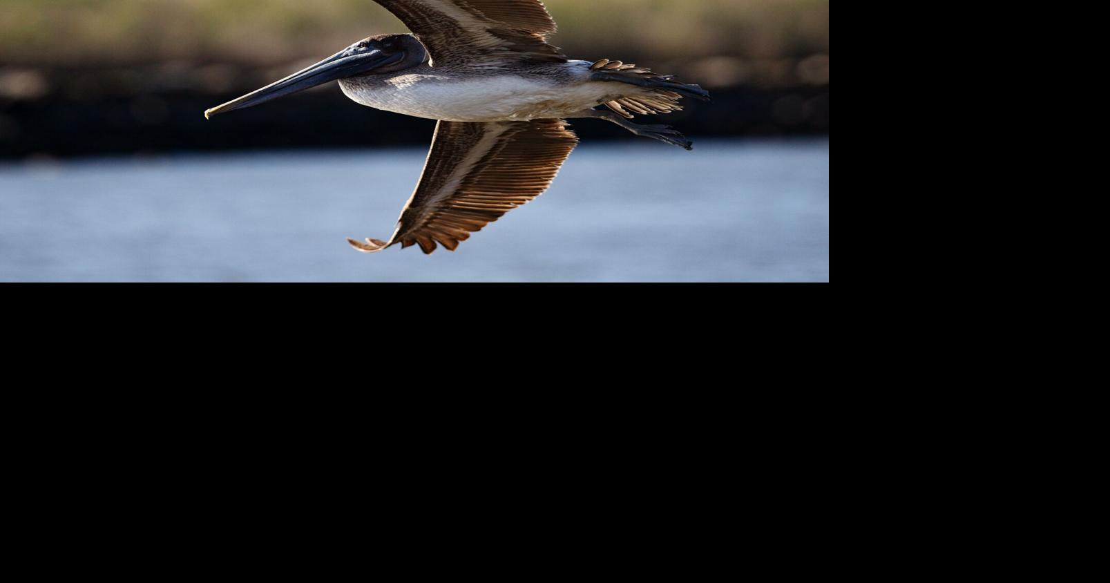 Rockefeller refuge in Cameron Parish fights to protect waterfowl — and itself