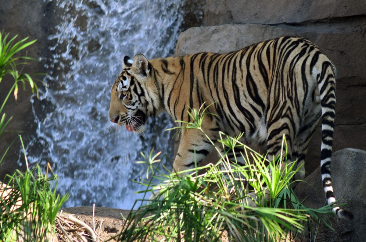 Lsu Needed A Tiger Harvey Needed A Home Officials Say New Mike Vii A Great Choice For Mascot Lsu Theadvocate Com