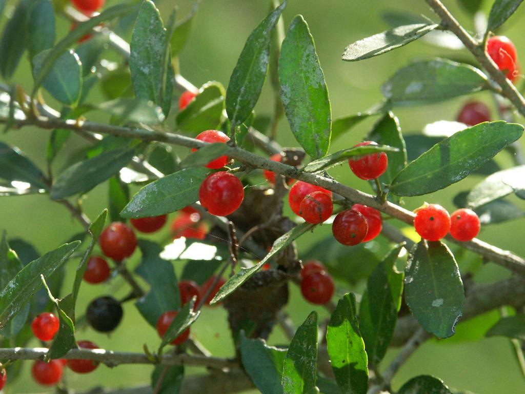 AgCenter Garden News: Yaupon holly keeps your landscape green attracts birds and bees | Home/Garden |