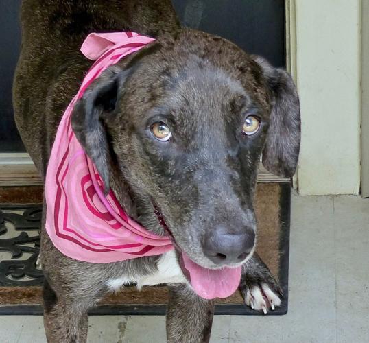 Baton Rouge dogs available for adoption on Dec. 29, 2016 Mid City