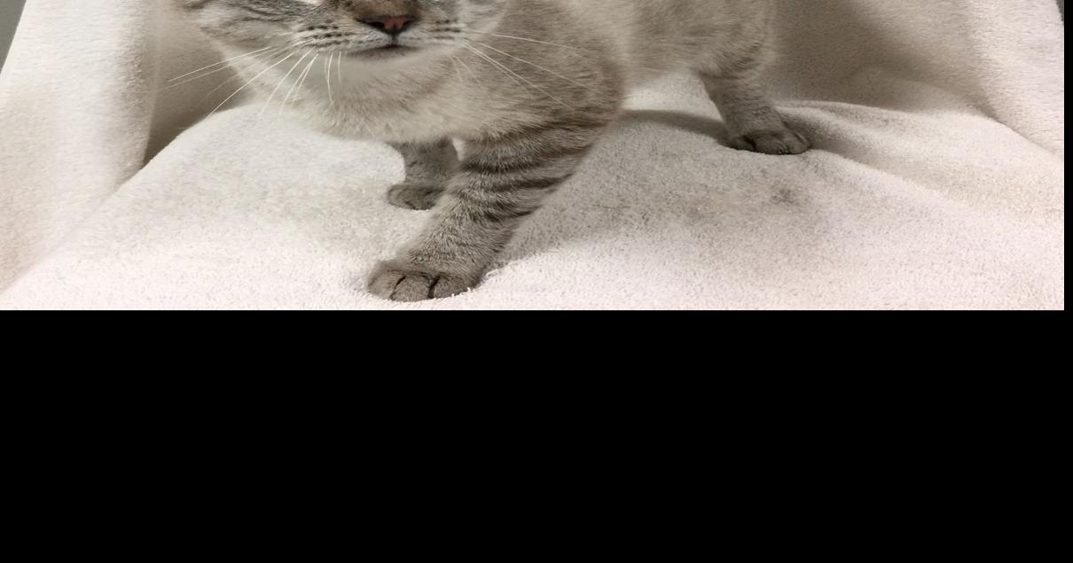 Baton Rouge cats available for adoption on June 29, 2017 Mid City