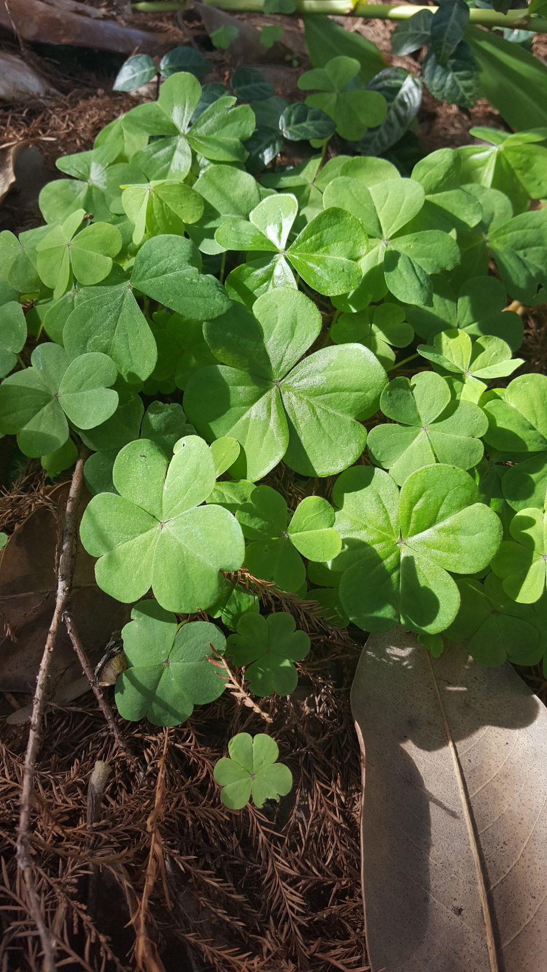 Garden News Oxalis Is A Pesky Weed That Takes Perseverance To Beat Home Garden Theadvocate Com