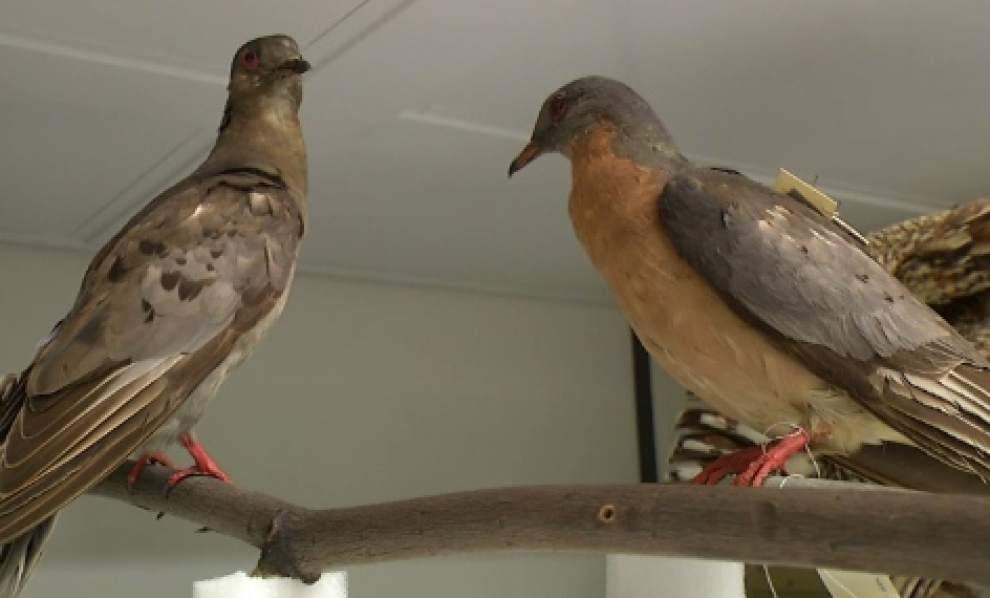 Last known passenger pigeon, which died in 1914, now on display at Smithsonian _lowres