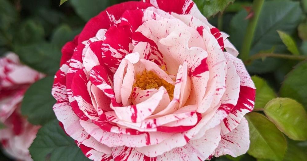 Stop and Smell the Roses: Louisiana Nursery shares this season’s top picks and tips