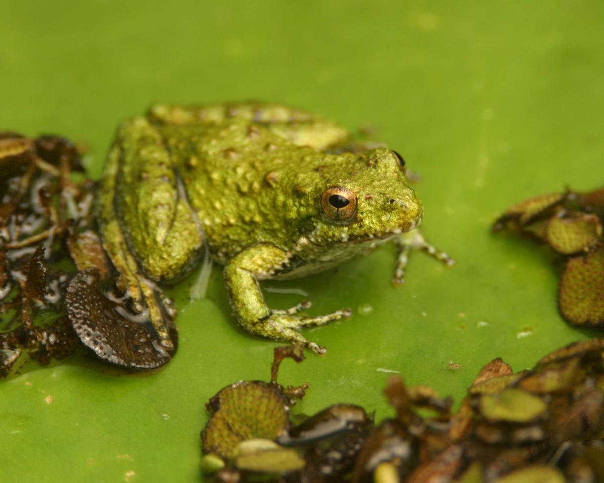 Hear That Frogs Are Calling And They Need You To Listen Home Garden Theadvocate Com