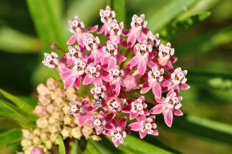 Entice butterflies to stay awhile with these flowers, tips. Home