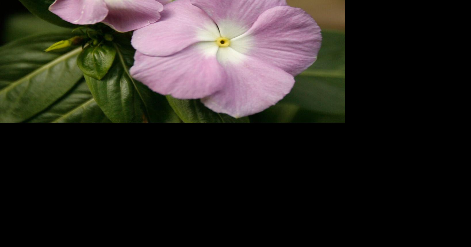 Dan Gill's advice: Fill hanging baskets with these sun-loving flowers for a colorful display