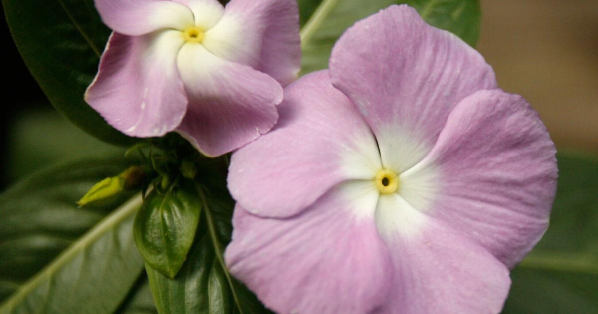 Dan Gill's advice: Fill hanging baskets with these sun-loving flowers for ...