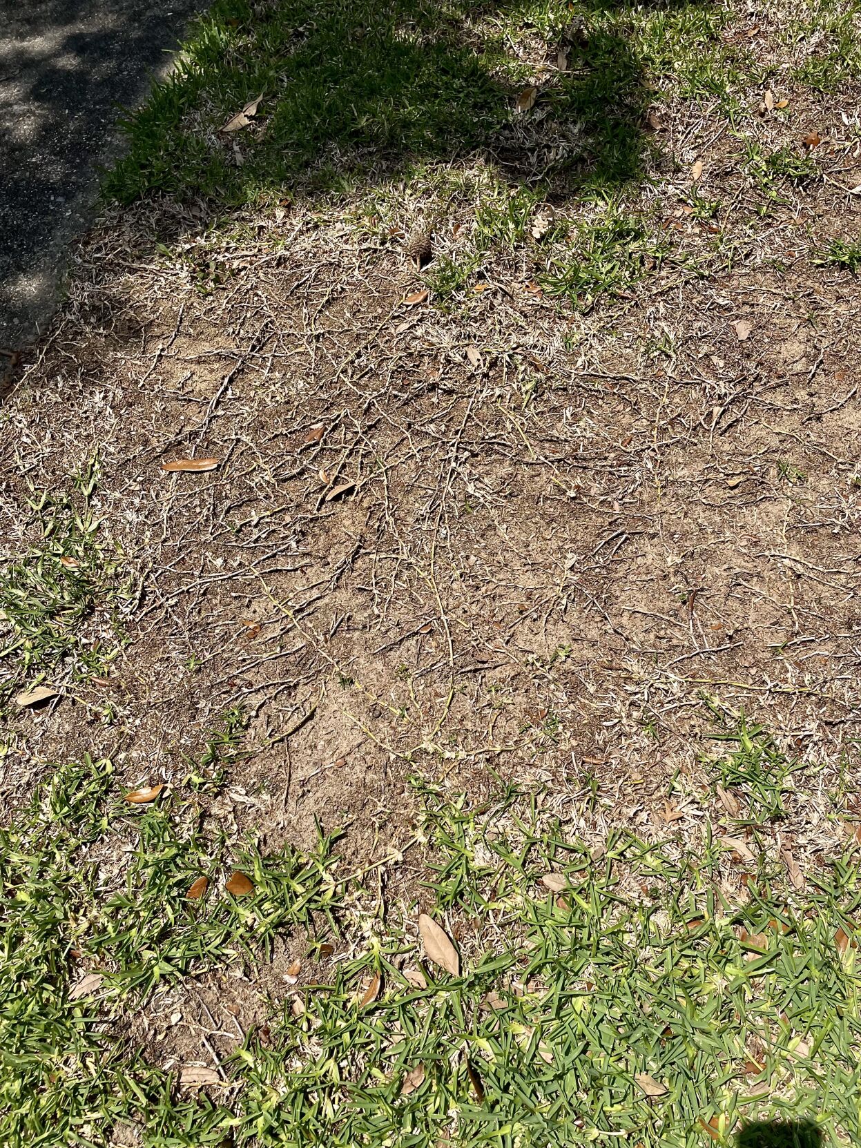 Root rot: Lawn problem in BR Louisiana weather has created ...