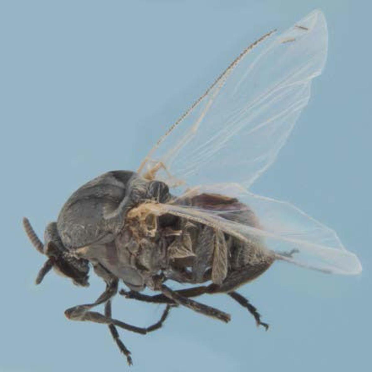 Gnats Swarm In Louisiana With A Vengeance And They Re