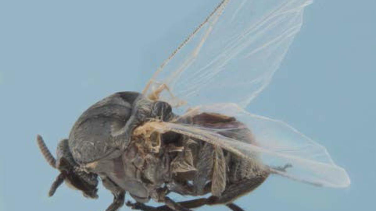 Gnats Swarm In Louisiana With A Vengeance And They Re