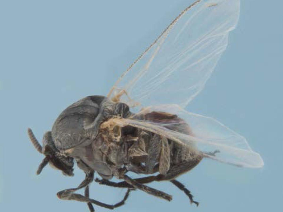 Gnats Swarm In Louisiana With A Vengeance And They Re