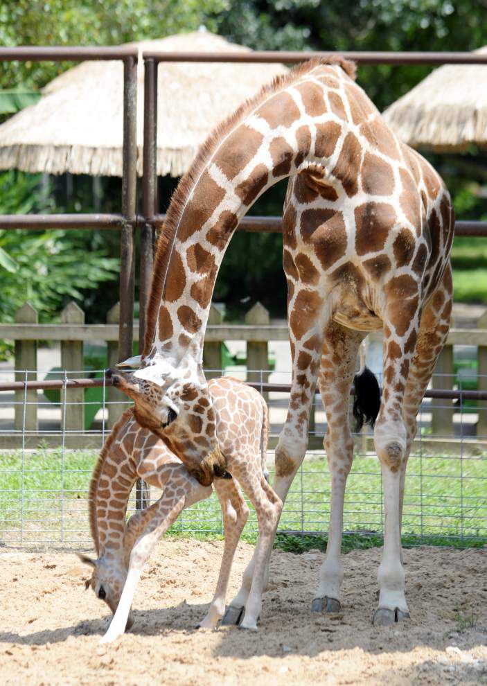 Photos Giraffe is featured birth at Zoosiana _lowres