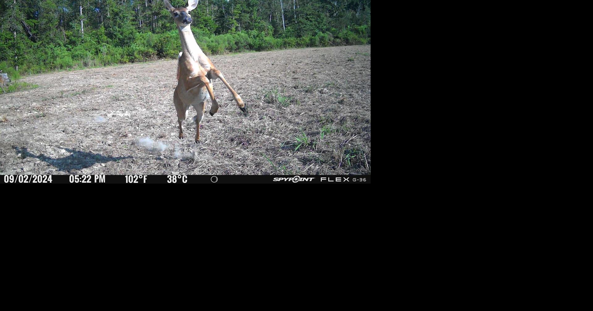 How to prepare venison for your table, plus other Louisiana outdoors updates