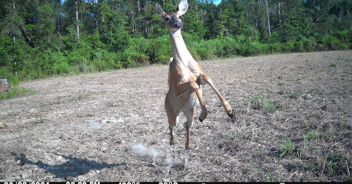 How to prepare venison for your table, plus other Louisiana outdoors updates