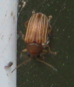 スミス　M.S.L.C Brown Beetle 7 57b61dd587f17.image.jpg?crop=