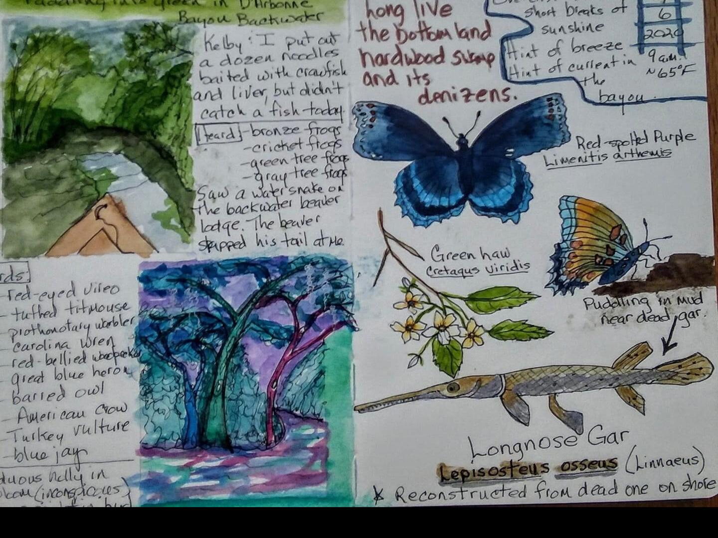 Getting Started With Nature Journaling: Assembling Your Sketching