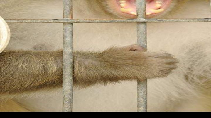 New Iberia Tests Ebola Vaccine On Chimpanzees News Theadvocate Com