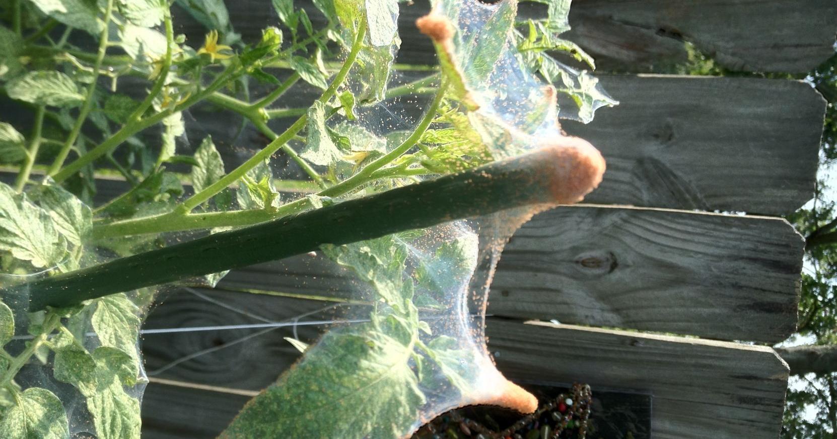 Rid tomatoes of spider mites, kill poison ivy: Here's how | Entertainment/Life - Vimarsana News